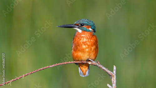 kingfisher on a branch in nature © Birol Dincer 