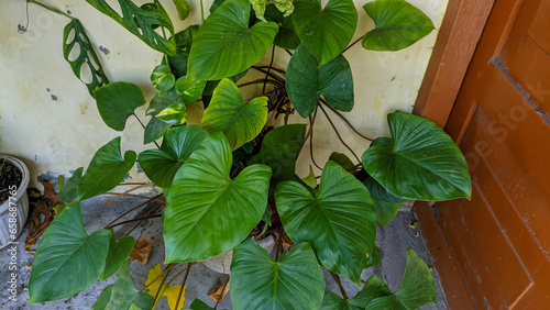 Houseplant in philodendron erubescens in the home garden photo