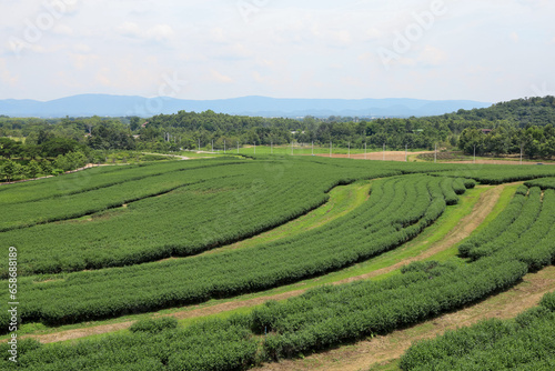 View of beautiful landscape Tea Plantation at thailand