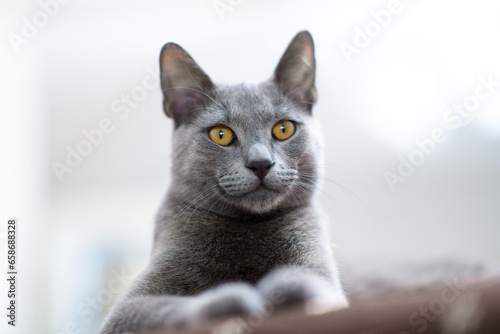 Close-up Portrait: Blue Russian Cat Indoors