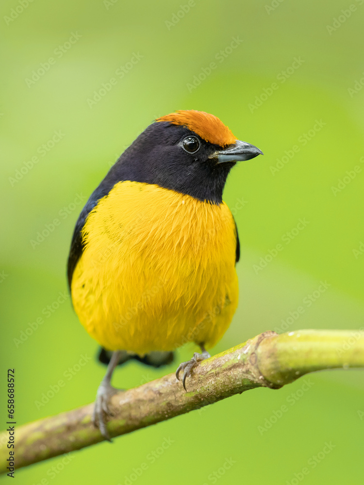 Obraz premium The tawny-capped euphonia (Euphonia anneae) is a species of bird in the family Fringillidae. It is found in Colombia, Costa Rica, and Panama.