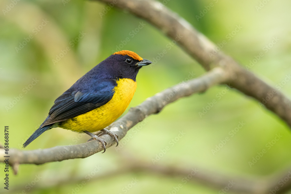 The tawny-capped euphonia (Euphonia anneae) is a species of bird in the family Fringillidae. It is found in Colombia, Costa Rica, and Panama. The tawny-capped euphonia (Euphonia anneae) is a species of bird in the family Fringillidae. It is found in Colombia, Costa Rica, and Panama.