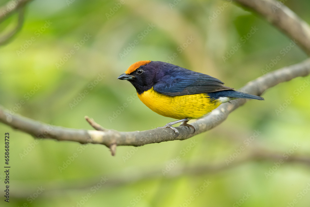 The tawny-capped euphonia (Euphonia anneae) is a species of bird in the family Fringillidae. It is found in Colombia, Costa Rica, and Panama. The tawny-capped euphonia (Euphonia anneae) is a species of bird in the family Fringillidae. It is found in Colombia, Costa Rica, and Panama.