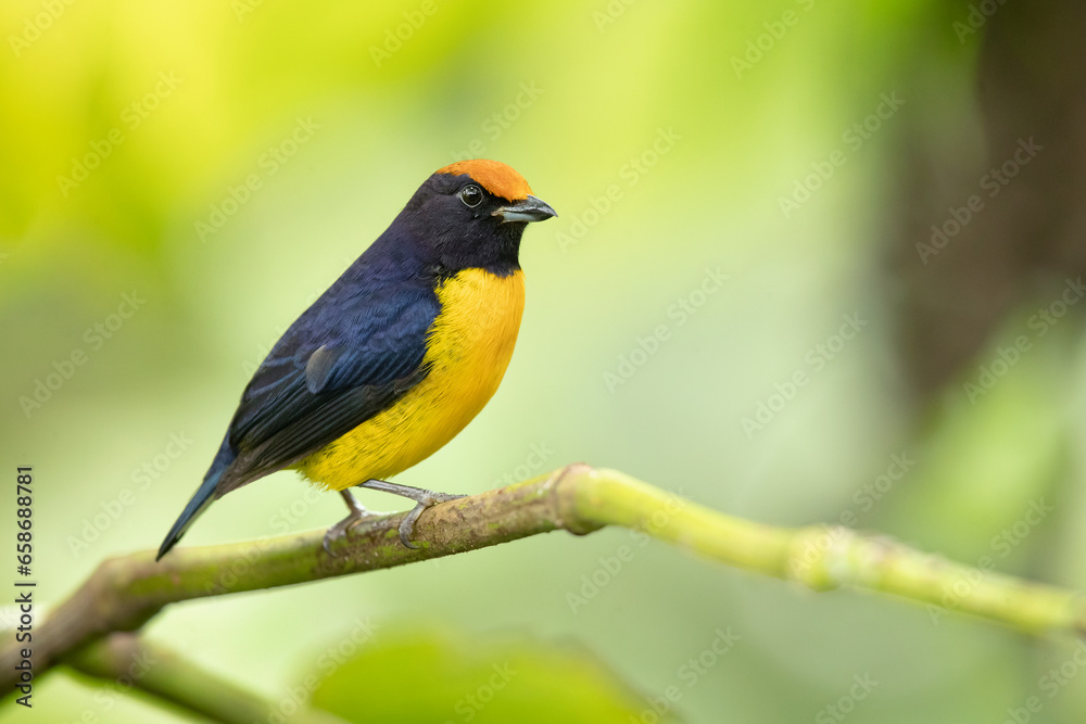 Obraz premium The tawny-capped euphonia (Euphonia anneae) is a species of bird in the family Fringillidae. It is found in Colombia, Costa Rica, and Panama.