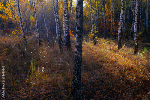 Alley in autumn golden yellow birch grove  at sunset time photo