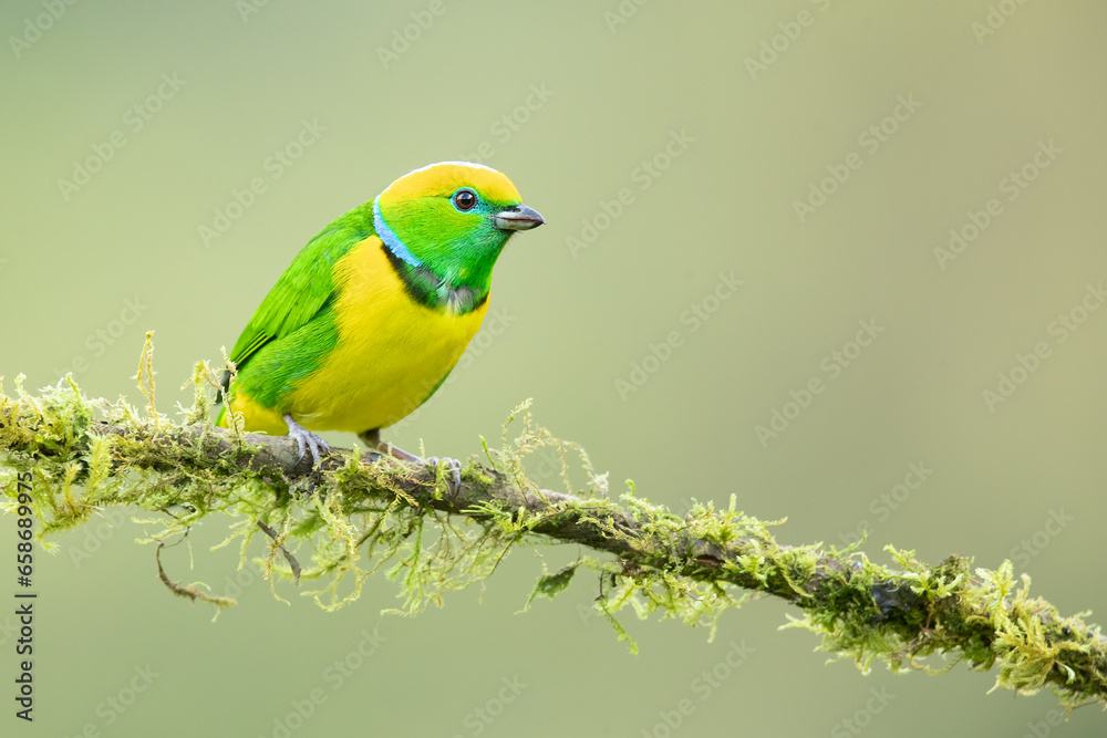 Golden-browed chlorophonia (Chlorophonia callophrys) is a species of bird in the family Fringillidae. It is found in Costa Rica and Panama. Golden-browed chlorophonia (Chlorophonia callophrys) is a species of bird in the family Fringillidae. It is found in Costa Rica and Panama.
