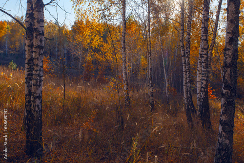 Alley in autumn golden yellow birch grove  at sunset time photo