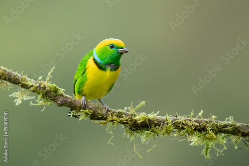 Golden-browed chlorophonia (Chlorophonia callophrys) is a species of bird in the family Fringillidae. It is found in Costa Rica and Panama.