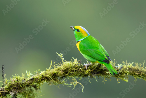 Golden-browed chlorophonia (Chlorophonia callophrys) is a species of bird in the family Fringillidae. It is found in Costa Rica and Panama. photo