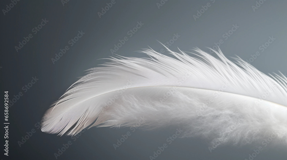 Fototapeta premium white feather on black background