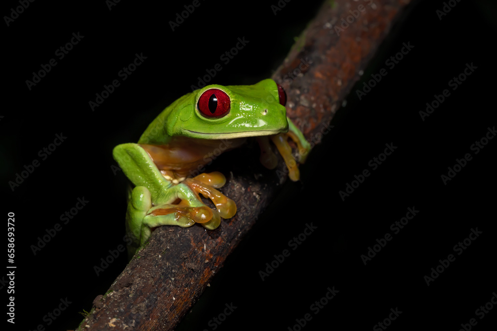 Obraz premium Agalychnis callidryas, commonly known as the red-eyed tree frog, is a species of frog in the subfamily Phyllomedusinae. It is native to forests from Central America