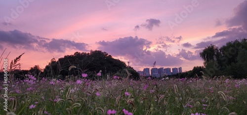 Korean scenery - Cosmos of Autumn