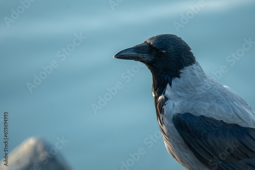 A crow on the beach
