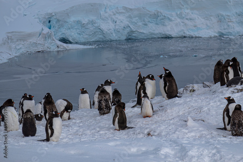 Penguins of Danco island Antarctica photo