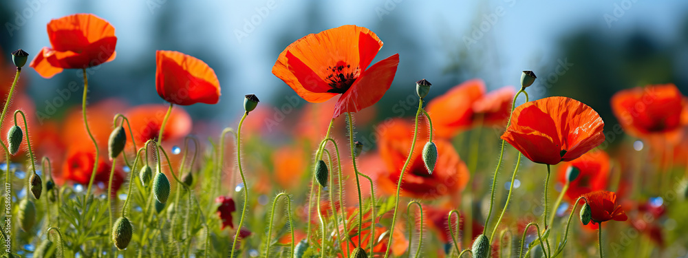 Obraz premium A Field of Vibrant Red Poppies Under a Summer Sky,red poppy field,red poppies in the field