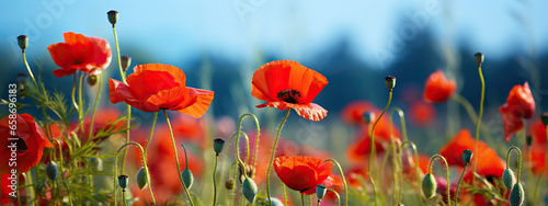 A Field of Vibrant Red Poppies Under a Summer Sky,red poppy field,red poppies in the field