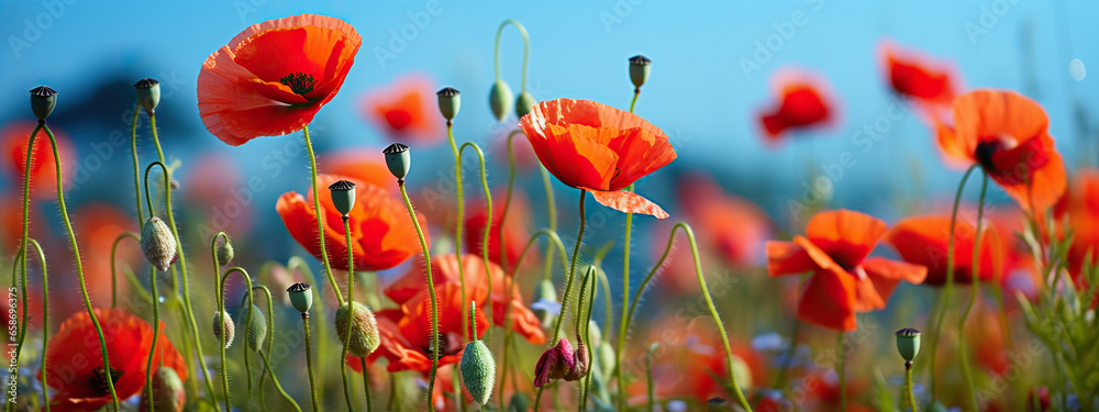 Obraz premium A Field of Vibrant Red Poppies Under a Summer Sky,red poppy field,red poppies in the field