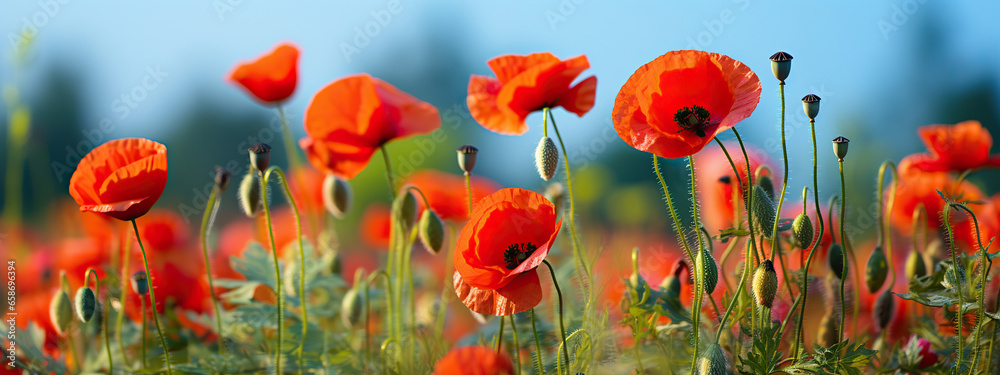 Fototapeta premium A Field of Vibrant Red Poppies Under a Summer Sky,red poppy field,red poppies in the field