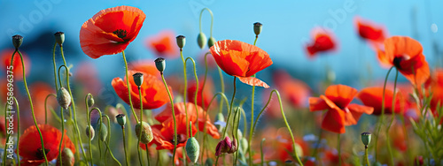A Field of Vibrant Red Poppies Under a Summer Sky,red poppy field,red poppies in the field