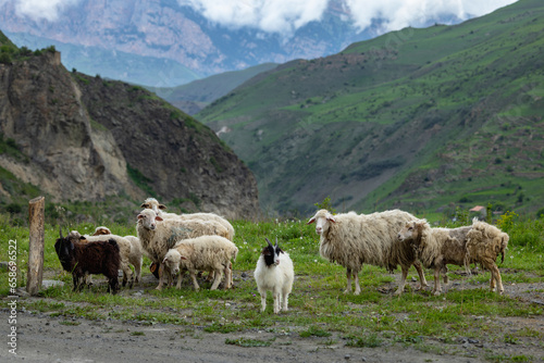 Flock of sheep in Ossetiya mountain
