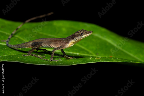 Anolis limifrons, also known commonly as the slender anole or the border anole, is a species of lizard in the family Dactyloidae. The species is native to Central America.  photo