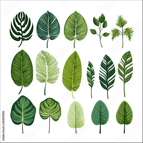 Set of tropical leaf illustration vector for graphic element design  © AgungRikhi