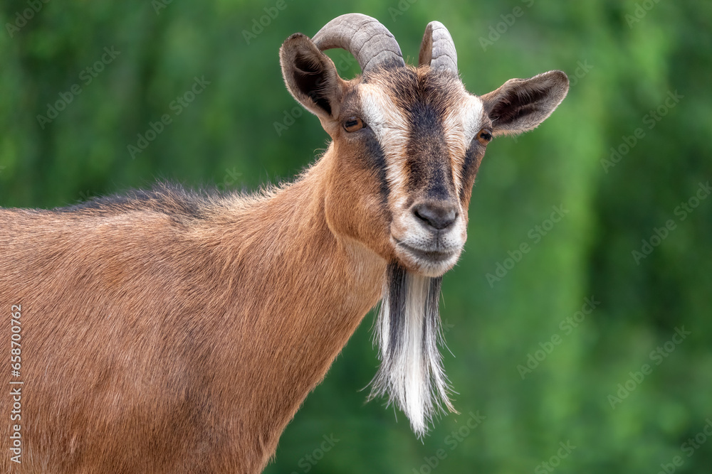 Portrait of a goat with long hair on a green background. Male goat. - obrazy, fototapety, plakaty 