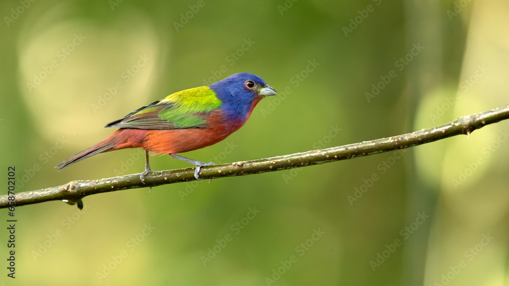 painted bunting (Passerina ciris) is a species of bird in the cardinal family, Cardinalidae. It is native to North America.