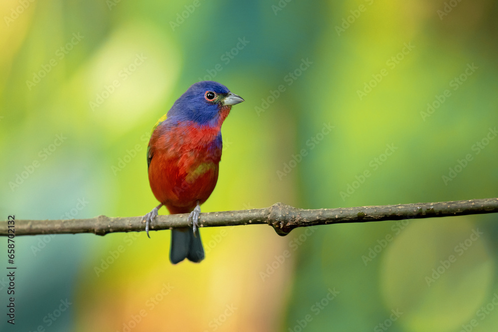 painted bunting (Passerina ciris) is a species of bird in the cardinal family, Cardinalidae. It is native to North America. painted bunting (Passerina ciris) is a species of bird in the cardinal family, Cardinalidae. It is native to North America.