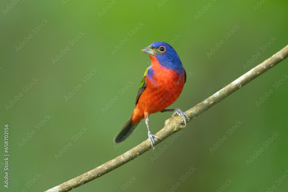 painted bunting (Passerina ciris) is a species of bird in the cardinal family, Cardinalidae. It is native to North America.