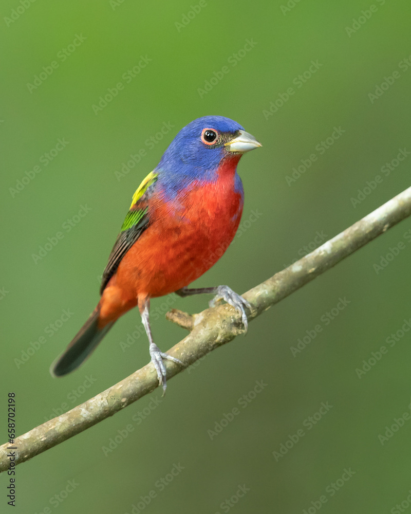 Fototapeta premium painted bunting (Passerina ciris) is a species of bird in the cardinal family, Cardinalidae. It is native to North America.