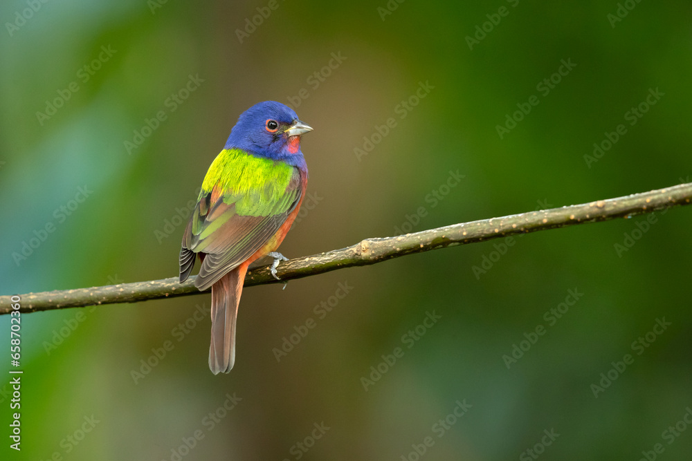 painted bunting (Passerina ciris) is a species of bird in the cardinal family, Cardinalidae. It is native to North America.