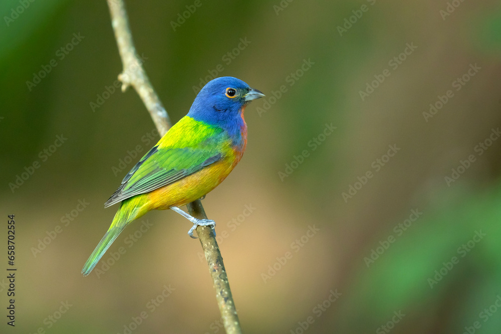 painted bunting (Passerina ciris) is a species of bird in the cardinal family, Cardinalidae. It is native to North America.