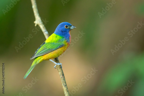 painted bunting (Passerina ciris) is a species of bird in the cardinal family, Cardinalidae. It is native to North America. © Milan
