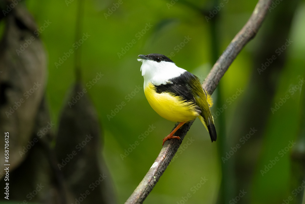 Obraz premium White-collared manakin (Manacus candei) is a passerine bird in the manakin family. It is a resident breeder in the tropical New World from southeastern Mexico to Costa Rica 