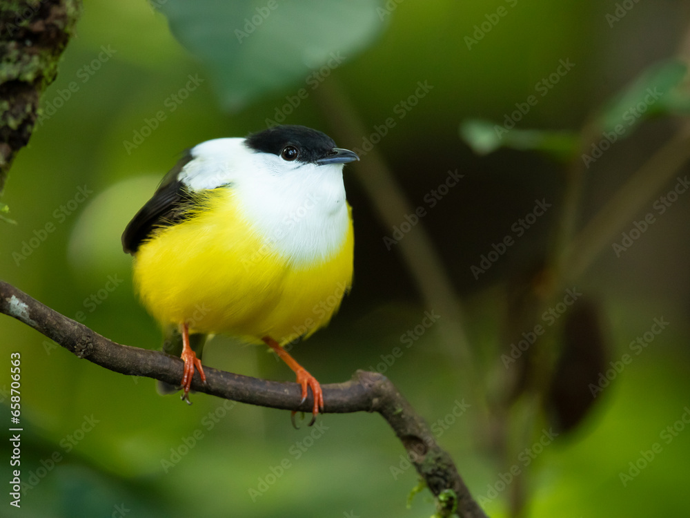 Obraz premium White-collared manakin (Manacus candei) is a passerine bird in the manakin family. It is a resident breeder in the tropical New World from southeastern Mexico to Costa Rica 