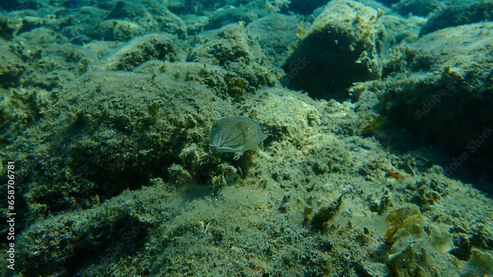 Common cuttlefish or European common cuttlefish (Sepia officinalis) undersea, Aegean Sea, Greece, Halkidiki