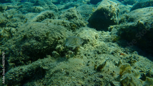 Common cuttlefish or European common cuttlefish  Sepia officinalis  undersea  Aegean Sea  Greece  Halkidiki