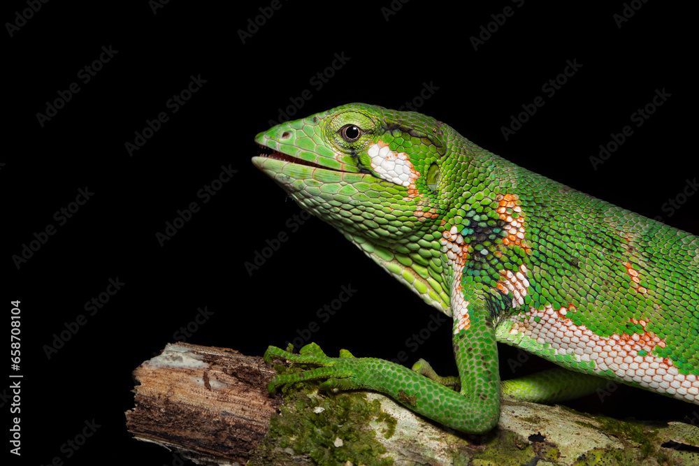 Fototapeta premium Polychrus gutturosus, also known as Berthold's bush anole or monkey tailed anole, is a species of lizard found in tropical Central and South America. 