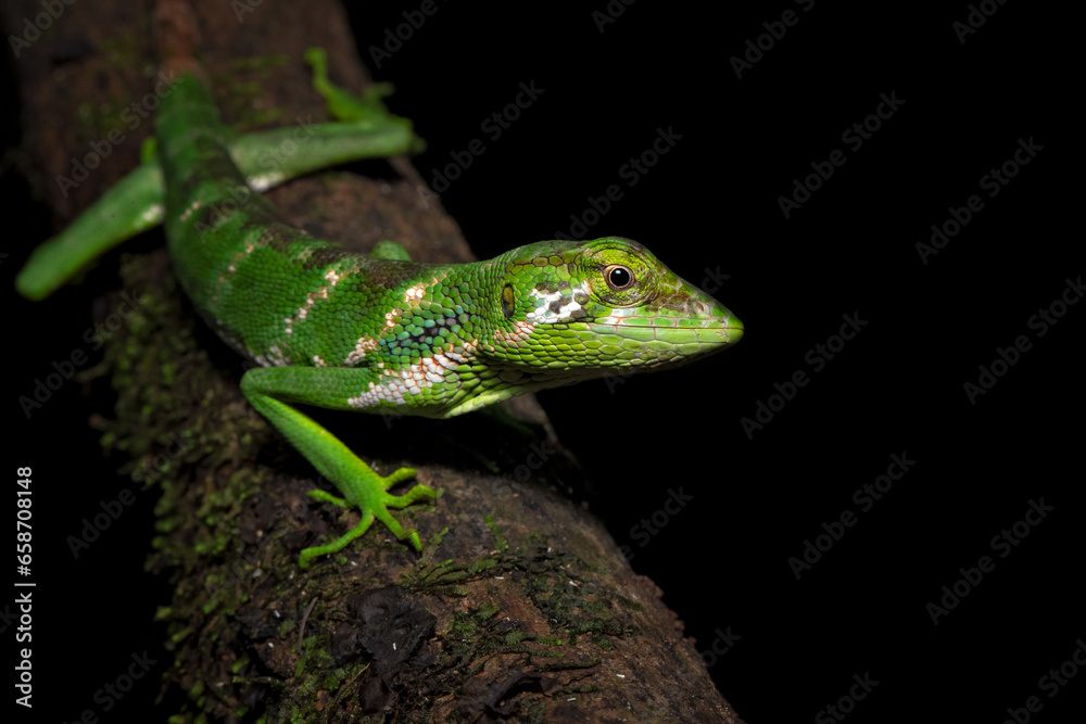 Polychrus gutturosus, also known as Berthold's bush anole or monkey tailed anole, is a species of lizard found in tropical Central and South America. Polychrus gutturosus, also known as Berthold's bush anole or monkey tailed anole, is a species of lizard found in tropical Central and South America.