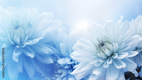 Close-up of delicate blue chrysanthemums with white centers, symbolizing serenity and elegance