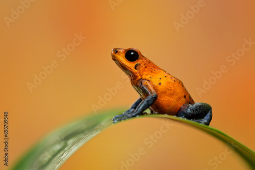 Strawberry poison frog, strawberry poison-dart frog or blue jeans poison frog (Oophaga pumilio, formerly Dendrobates pumilio) is a species of small poison dart frog found in Central America photo