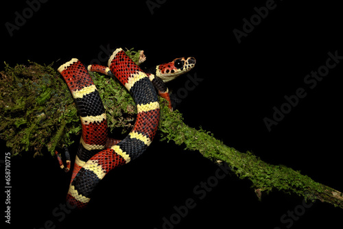 Rhinobothryum bovallii, commonly known as the coral mimic snake or the false tree coral, is a species of snake in the family Colubridae.  photo