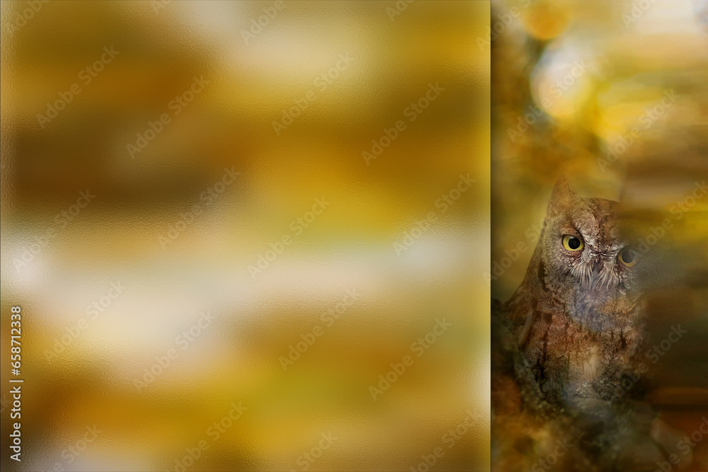 Owl. Photo with a frosted glass effect applied to one side. presentation, card, poster etc. ready-to-use image. Bird: Scops owl. Nature background.