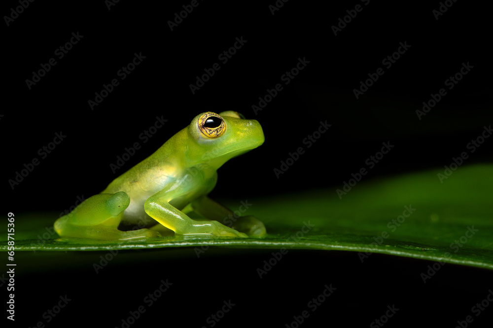 Naklejka premium Teratohyla spinosa (common name: spiny Cochran frog) is a species of frog in the family Centrolenidae. It is found in the Pacific lowlands of northern and central Ecuador and western Colombia