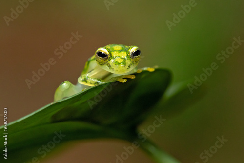 Hyalinobatrachium valerioi, sometimes known as the La Palma glass frog, is a species of frog in the family Centrolenidae. It is found in central Costa Rica and south to Panama