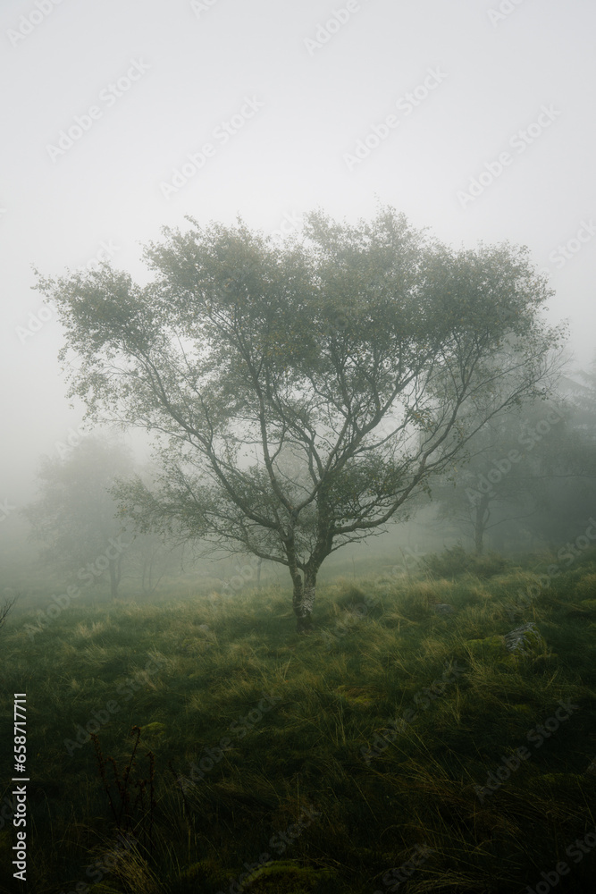 Fototapeta premium tree during the misty morning