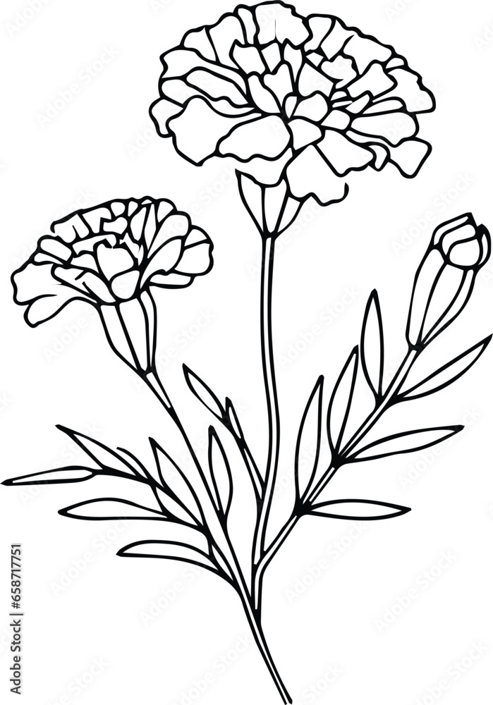 Marigold flower art, vector illustration of a font view marigold flower, in hand-drawn botanical spring elements natural collection marigold line art for coloring page, Realistic flower coloring pages