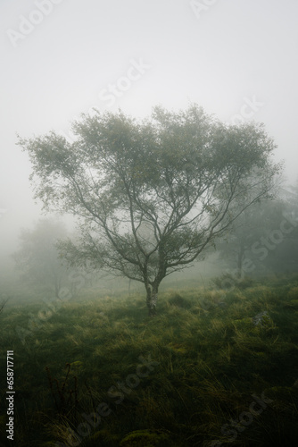 tree during the misty morning