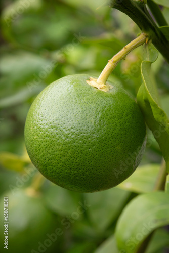 Fresh lime plant with a green lime close up outdoors